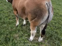 گاو نر, Partenaise cattle — عکس 2