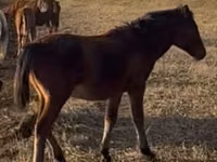 Ngựa đực, Mugalzhar horse — ảnh 2