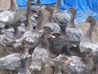 Domestic Muscovy — photo 4