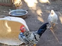 Chickens — الصورة 2