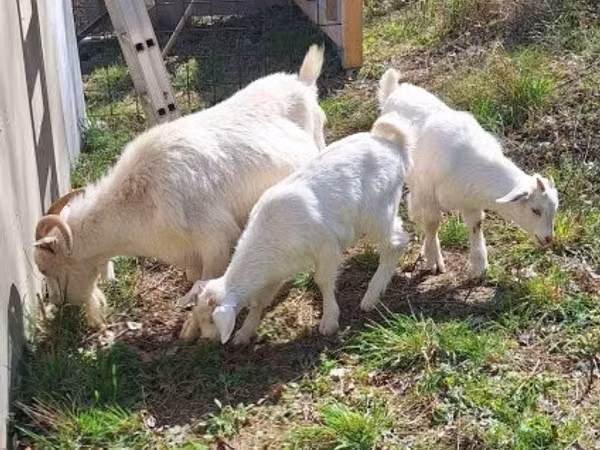 بز نر, Nubian Goat — مجارستان