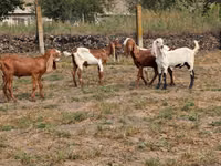 Billy Goat, Nubian Goat — photo 4