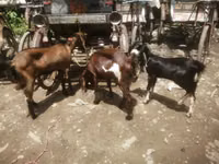 Goat, Black Bengal goats — photo 1