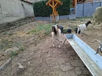 Billy Goat, Boer goat — photo 2