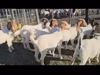 Бузҳо (партия, ҷинс муайян нашудааст), Boer goat — акс 2