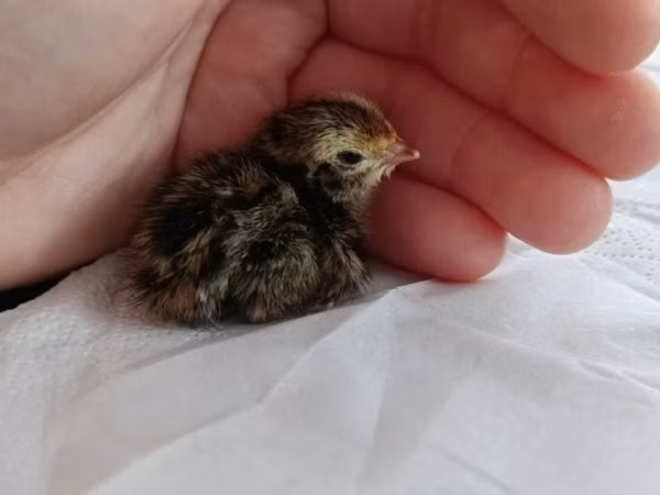 Quails — Угорщина