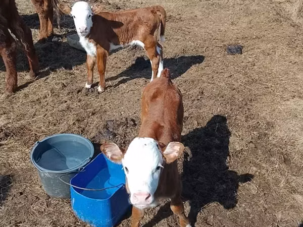 Cow, Latvian Blue cattle — Kazakhstan
