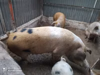 암퇘지, 돼지 — 사진 1