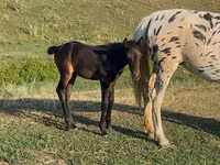 Horse (M), Horses — photo 1