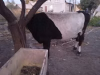 Lo’, Holstein breed — sawirka 3