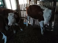 Sapi, Cattle — foto 4