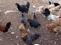 Chickens — عکس 3