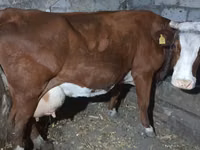 Cow, Simmental cattle — photo 3