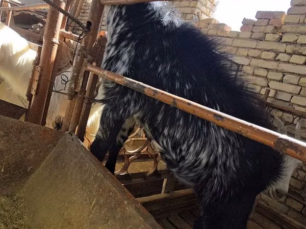 Billy Goat, Goats — Uzbekistan