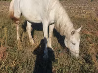Mare, Horses — photo 2