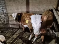 सांड, Simmental cattle — फ़ोटो 8
