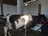 Cow, Russian Black pied cattle — photo 4