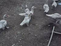 Ducks — 2. fotó
