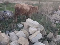 Krava, Skot — foto 3