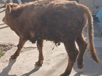 सांड, मवेशी — फ़ोटो 1