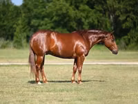 公马, Quarter Horse — 照片 1