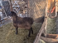 ভেড়ার পাঁঠা, Rhon sheep — ছবি 4