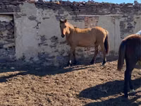 Hengst, Mugalzhar horse — Foto 1