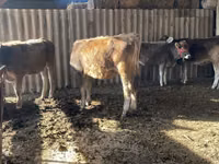 गाय, Swiss cattle — फ़ोटो 4