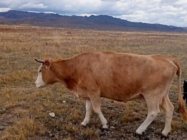 Cow, Latvian Blue cattle