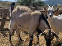 ወንድ ፍየል, Goats — ፎቶ 2