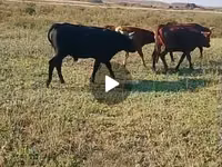 公牛, Cattle — 照片 1