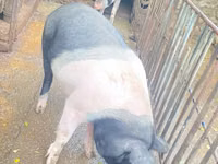 Sow, Pigs — photo 2