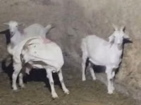 雌ヤギ, Saanen goat — 写真 3