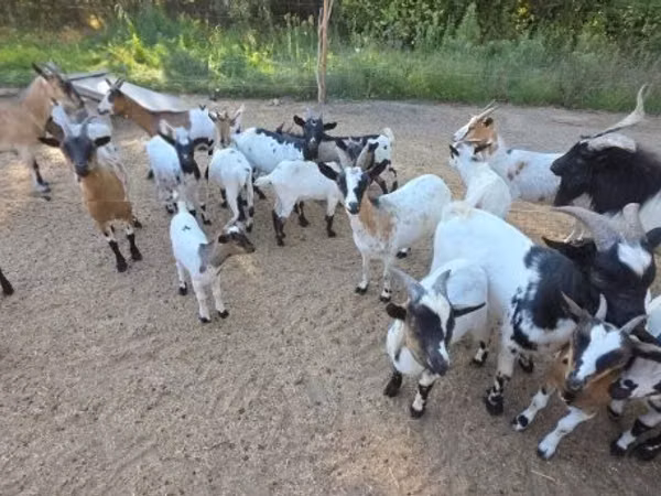 بز ماده, Nigerian dwarf goats