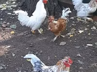 Ιαπωνικό Bantam — φωτογραφία 4