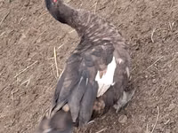 Geese — foto 7