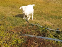 Capra, Capre — foto 5