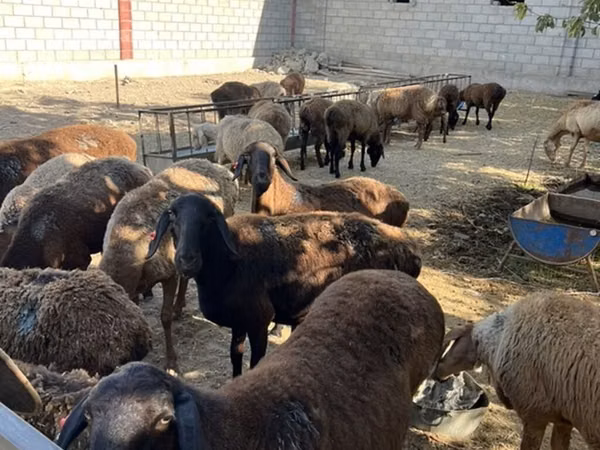 Sheep, Rhon sheep — Kyrgyzstan