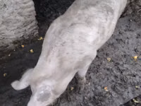 Säue, Schweine — Foto 1