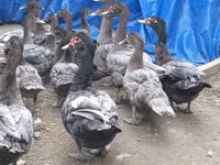 Domestic Muscovy — photo 2