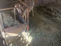 Ram, Arashan sheep — photo 3