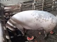 Sow, Pigs — photo 5