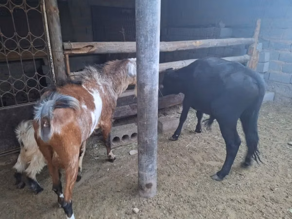 Goat, Nubian Goat — Kazakhstan