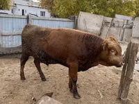 Toro, Bovini — foto 1