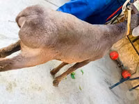 Ram, Hissar sheep — photo 1