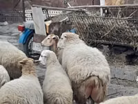 绵羊（批次，未指定性别）, Sheep — 照片 2