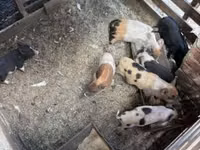 Schweine (Partie, Geschlecht nicht angegeben), Schweine — Foto 8