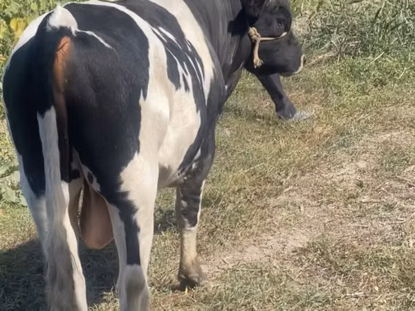 Bull, Russian Black pied cattle — Kyrgyzstan