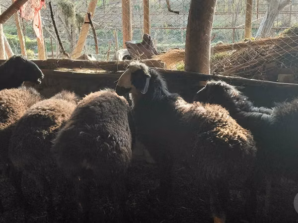 Ram, Hissar sheep — Uzbekistan