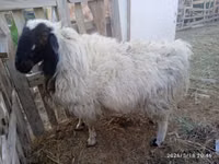 Ram, Blackheaded Persian sheep — photo 4